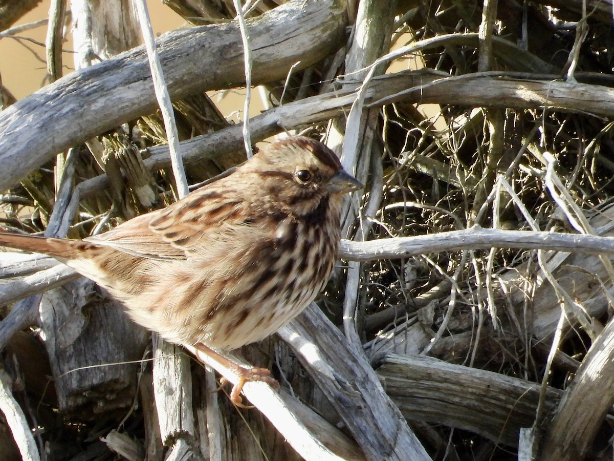 Song Sparrow - ML642751861
