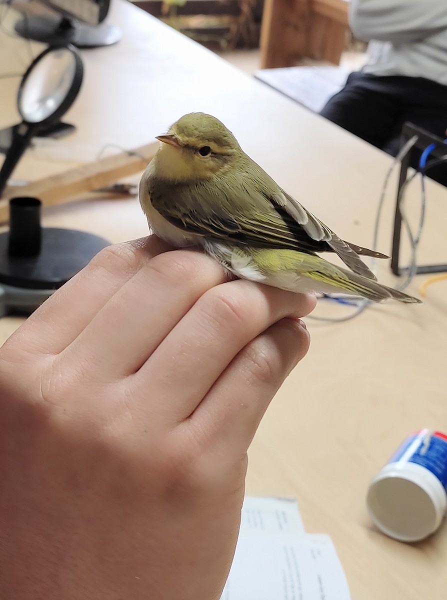 Mosquitero Silbador - ML642751865