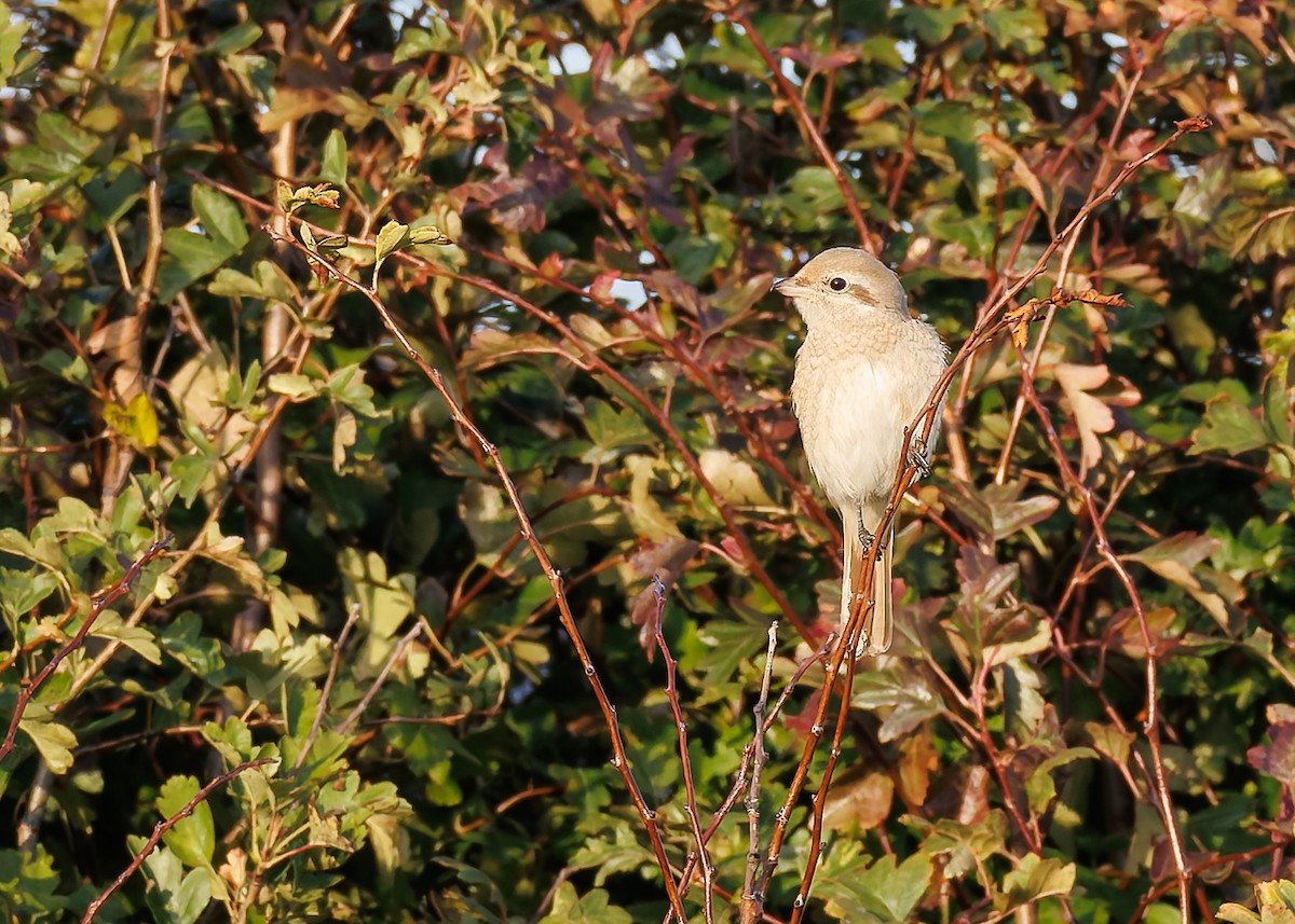 Isabelline Shrike - ML642751870