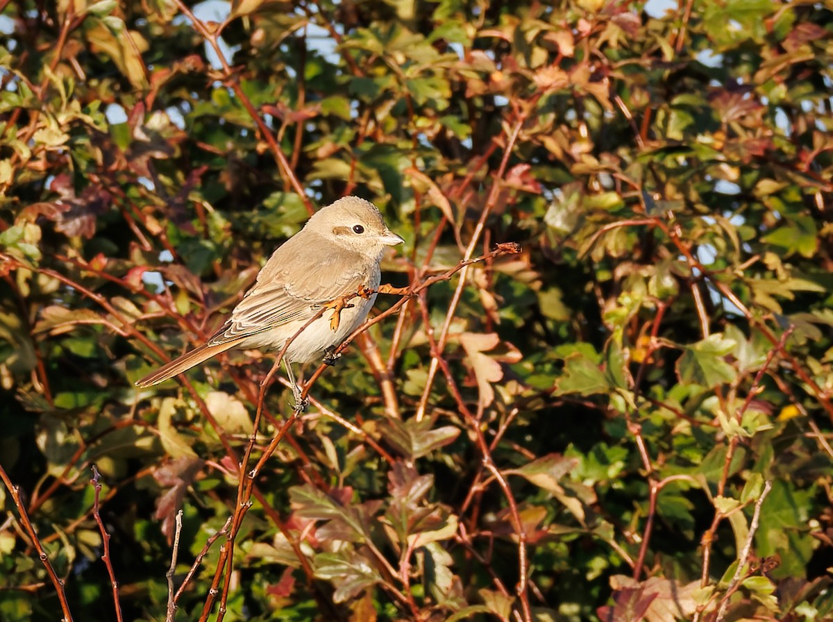 Isabelline Shrike - ML642751871