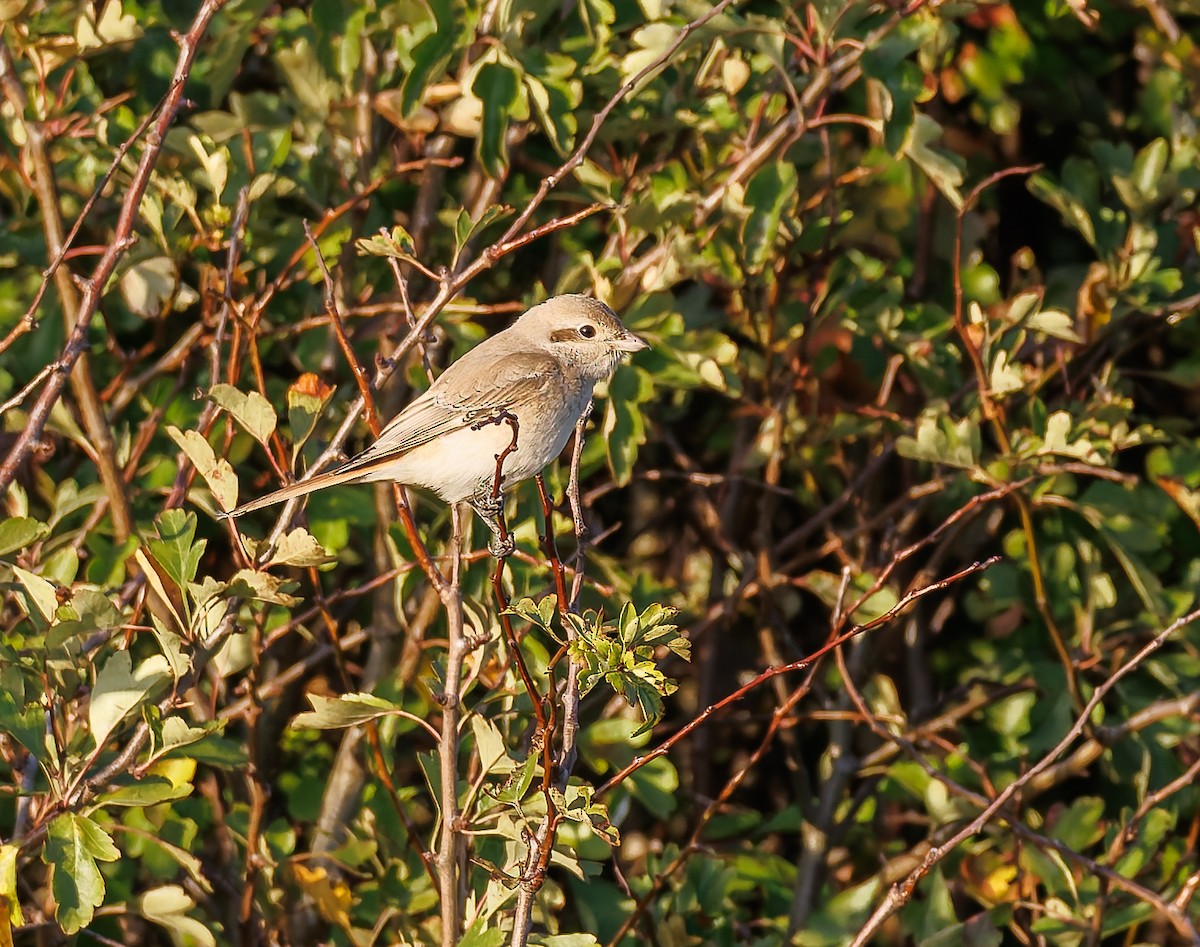 Isabelline Shrike - ML642751872