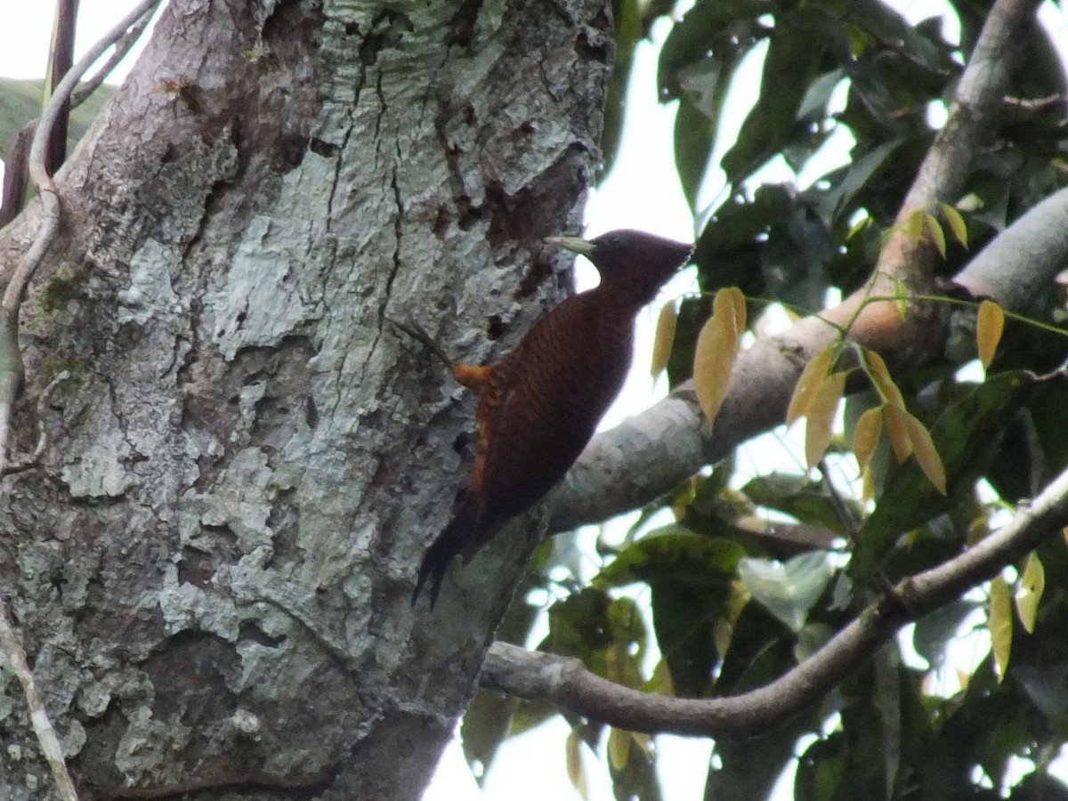 Waved Woodpecker - ML642751875