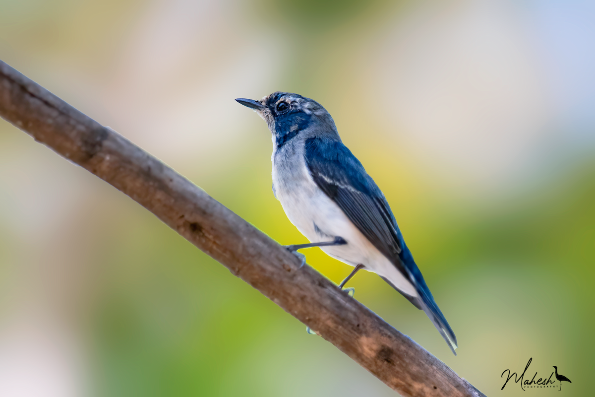 Ultramarine Flycatcher - ML642751877