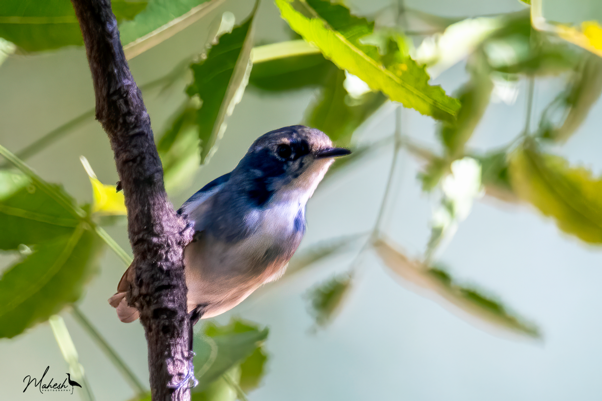 Ultramarine Flycatcher - ML642751878
