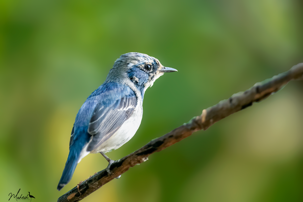 Ultramarine Flycatcher - ML642751879