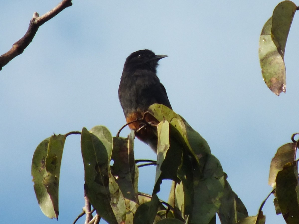 Swallow-winged Puffbird - ML642751881