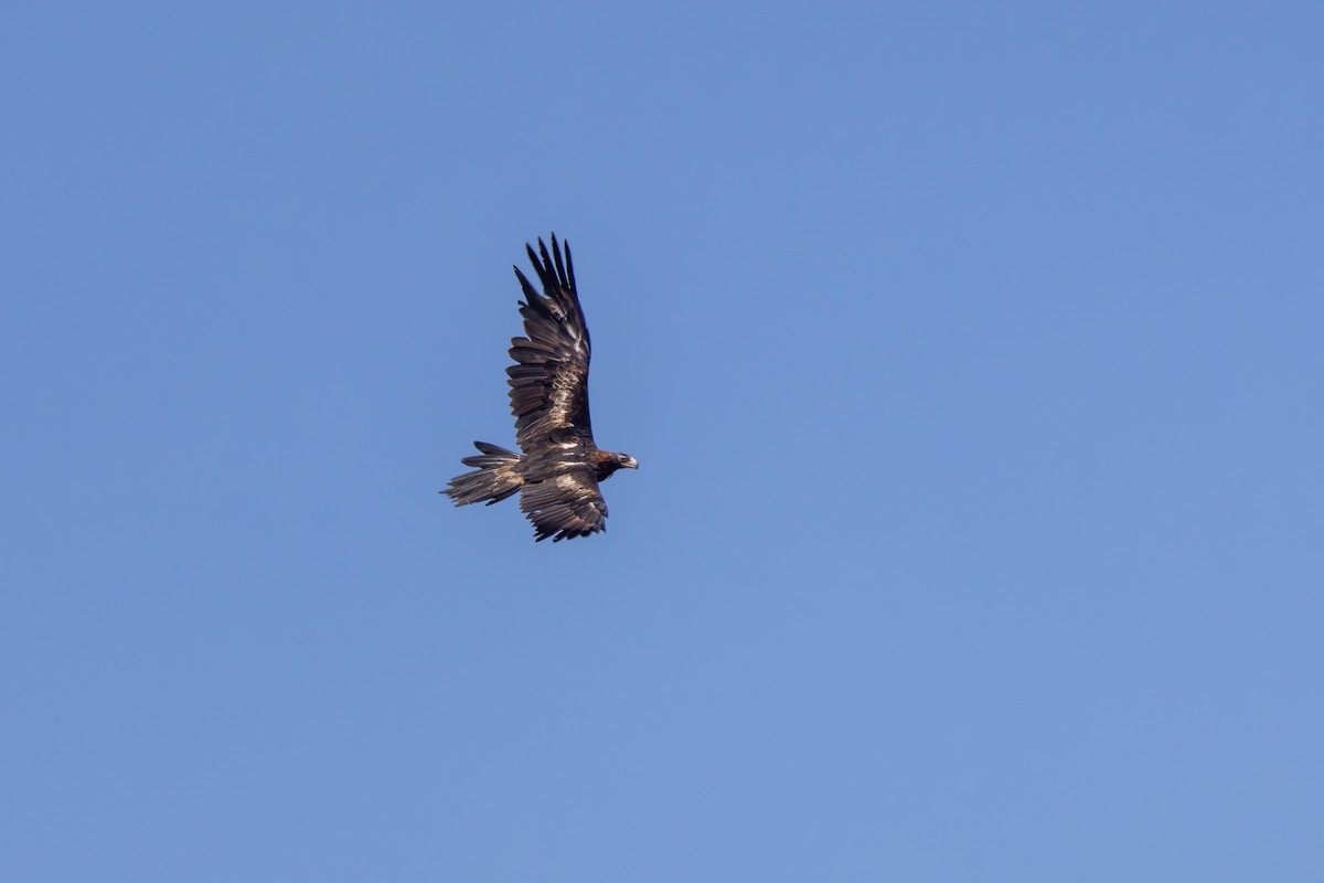 Wedge-tailed Eagle - ML642751895