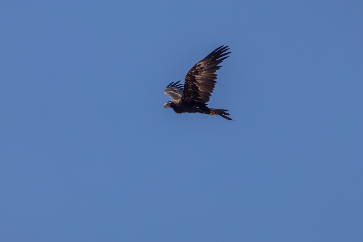Wedge-tailed Eagle - ML642751896