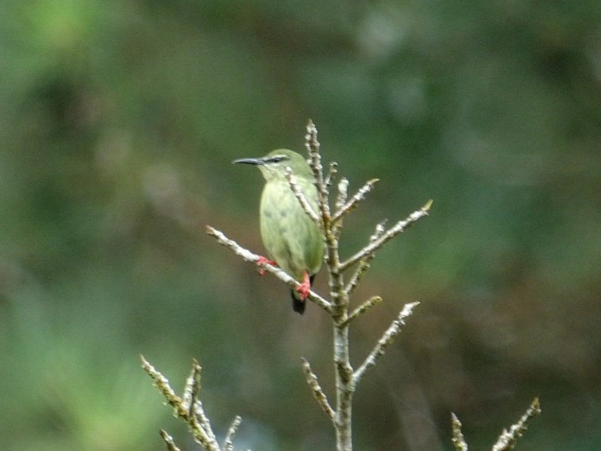 Red-legged Honeycreeper - ML642751911