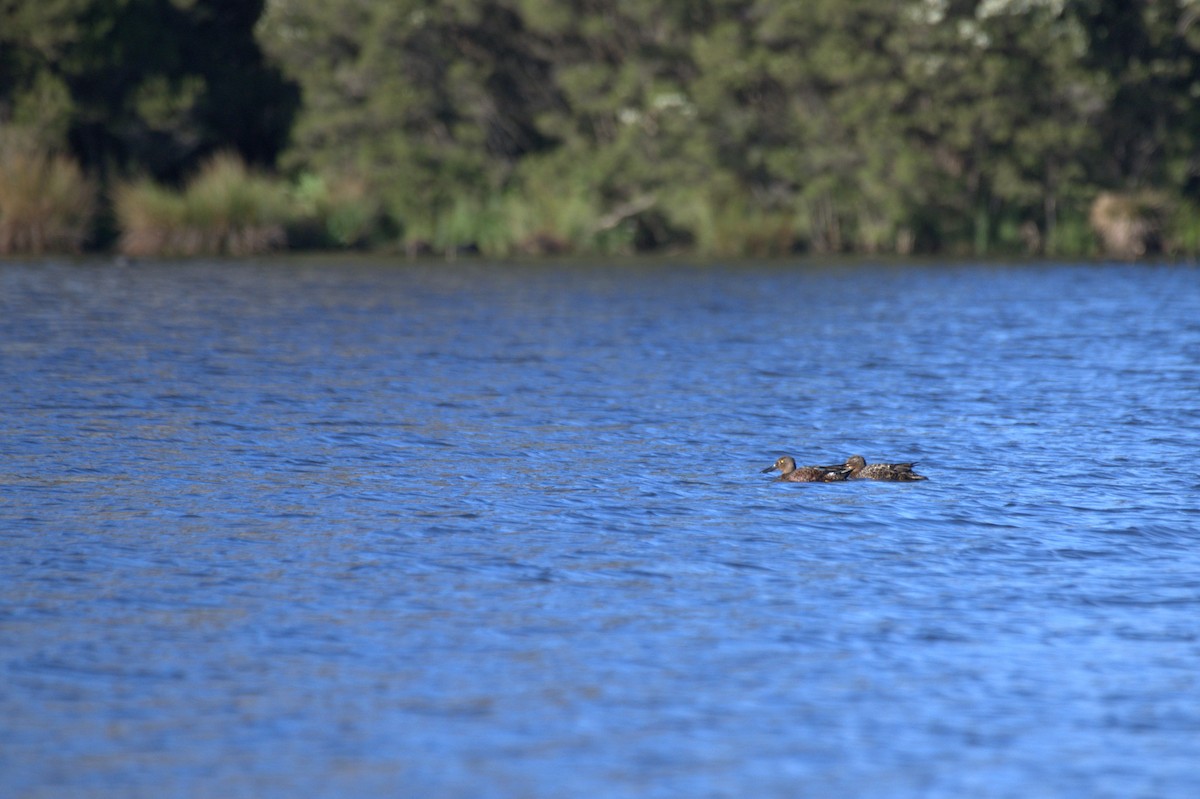 Australasian Shoveler - ML642751912