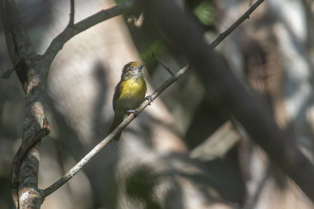 Lemon-chested Greenlet - ML642751915