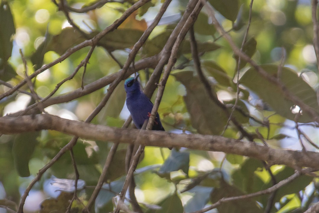 Red-legged Honeycreeper - ML642751916