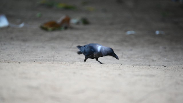 House Crow - ML642751920
