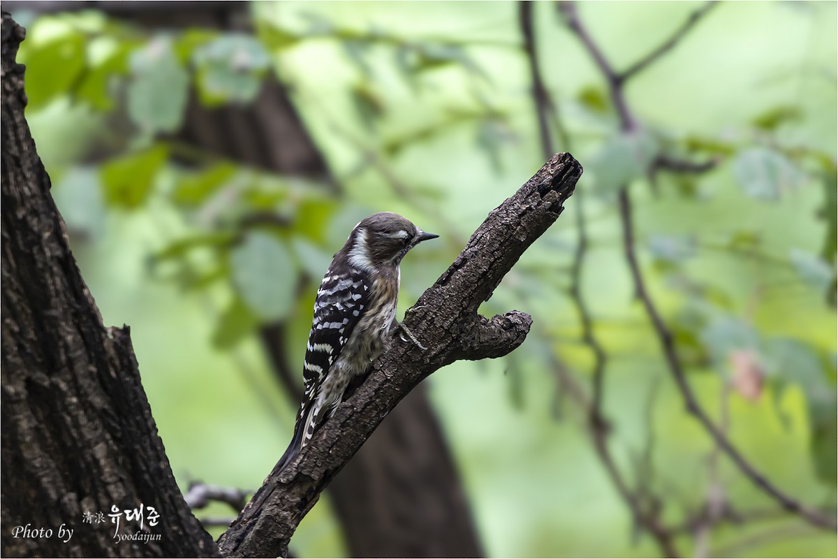 Japanese Pygmy Woodpecker - ML642751921