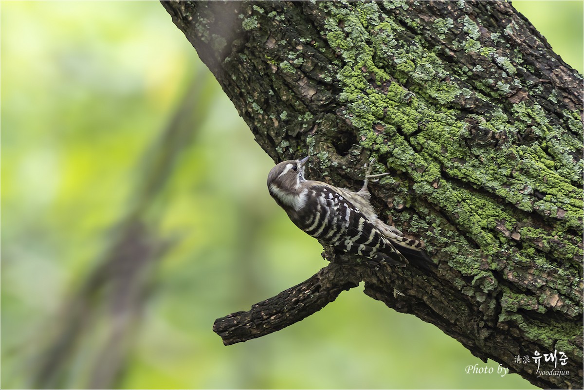 Japanese Pygmy Woodpecker - ML642751922