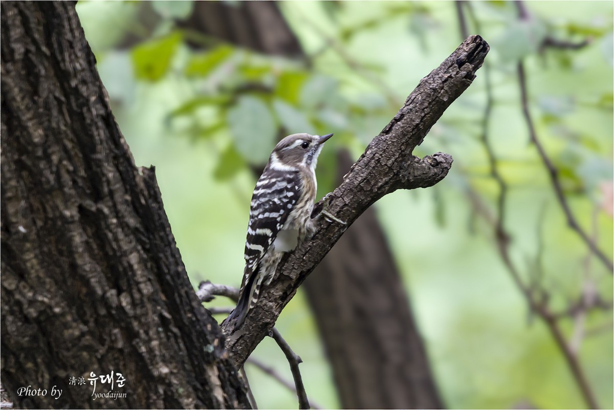Japanese Pygmy Woodpecker - ML642751923