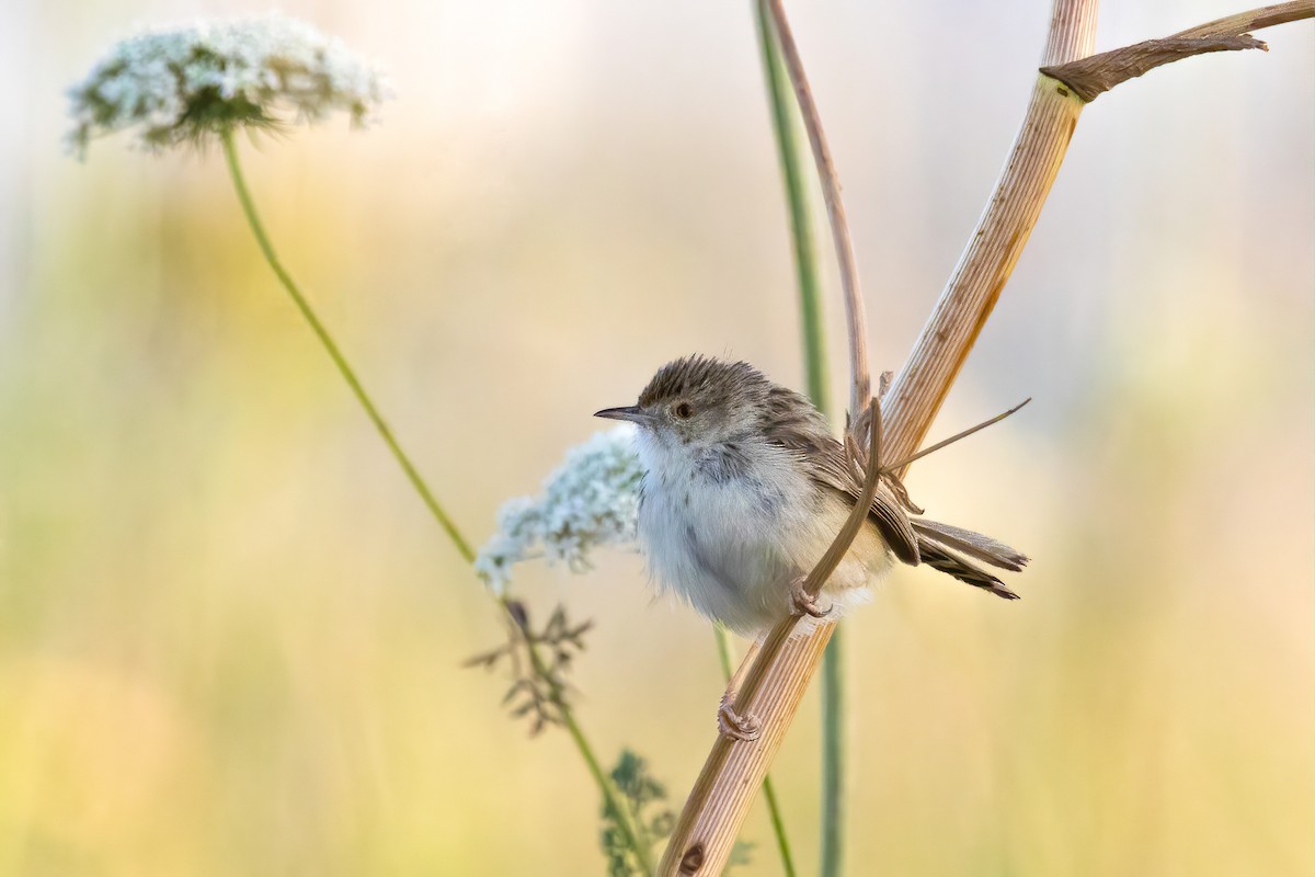 Graceful Prinia - ML642751929