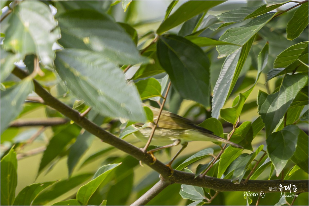 Kamchatka Leaf Warbler - ML642751941