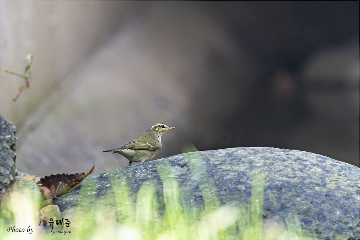 Kamchatka Leaf Warbler - ML642751942