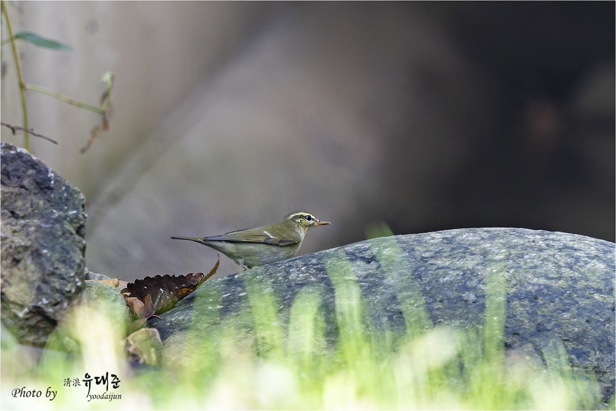 Kamchatka Leaf Warbler - ML642751943