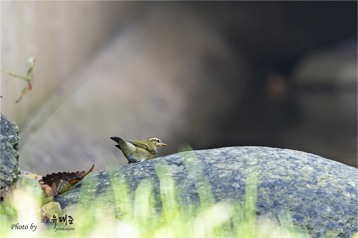 Kamchatka Leaf Warbler - ML642751944