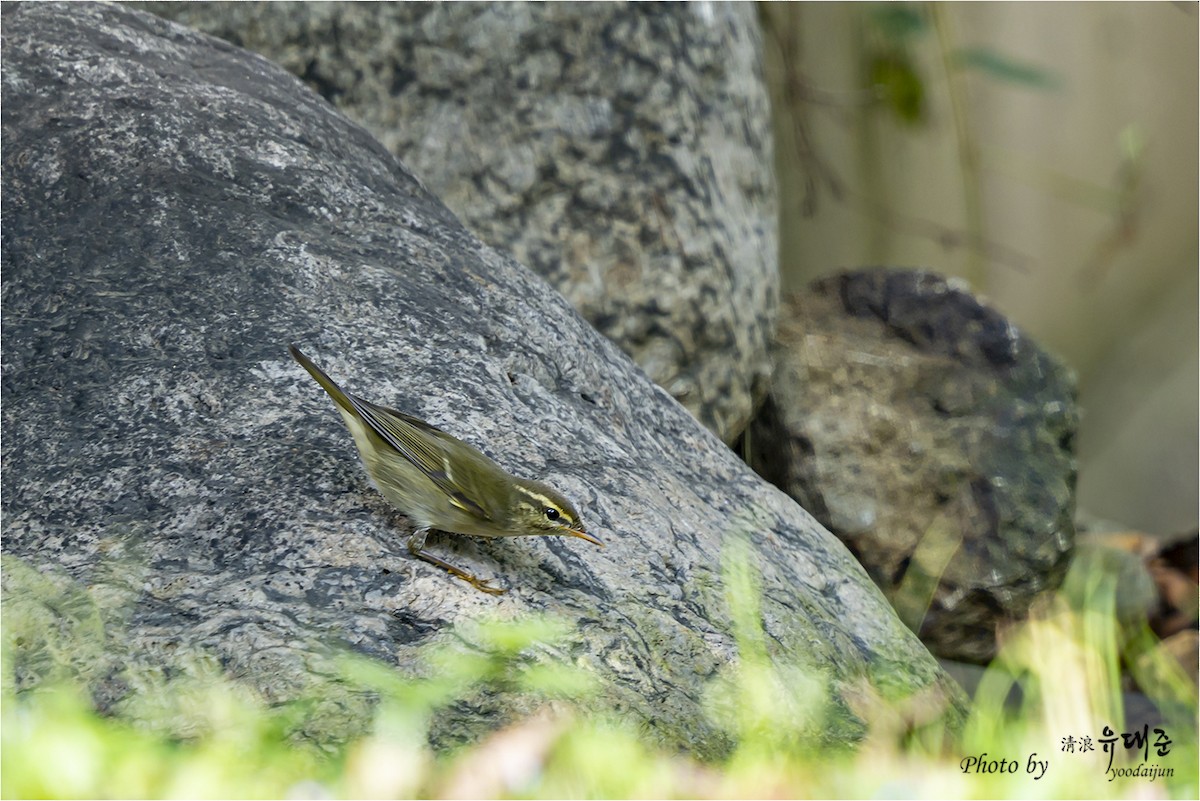 Kamchatka Leaf Warbler - ML642751945