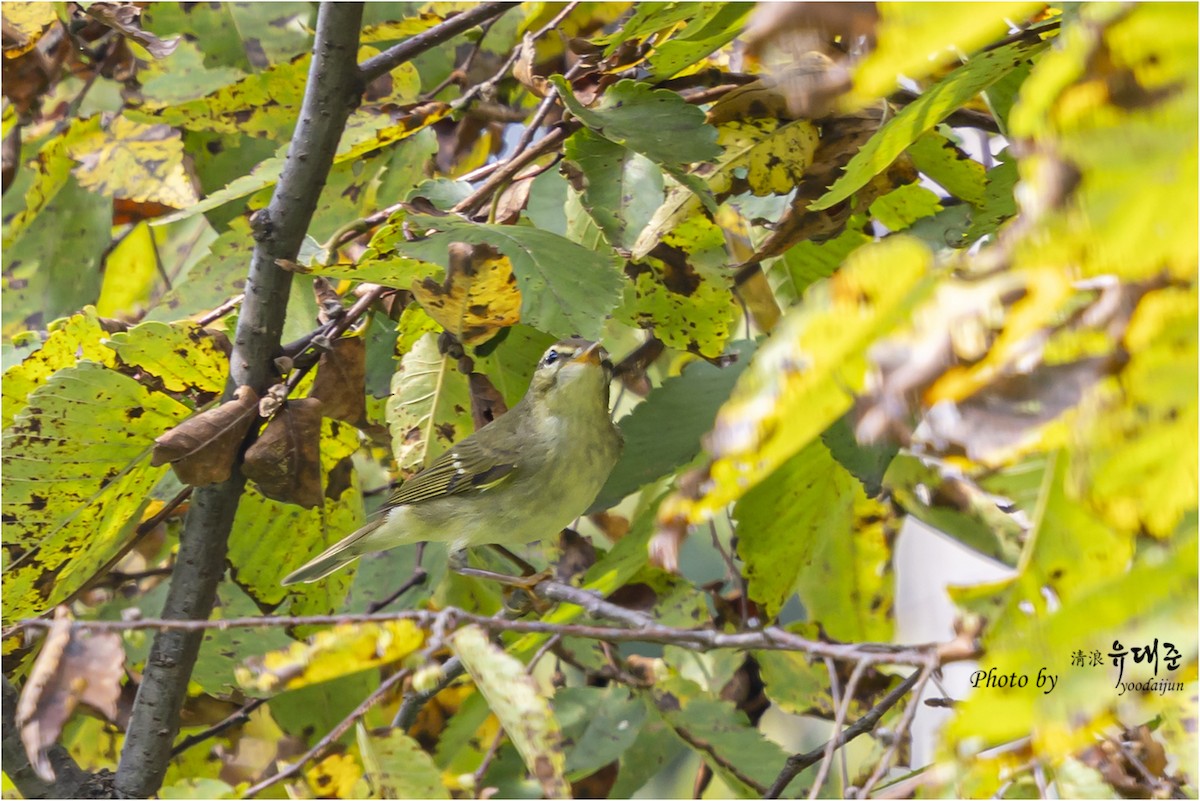 Kamchatka Leaf Warbler - ML642751946