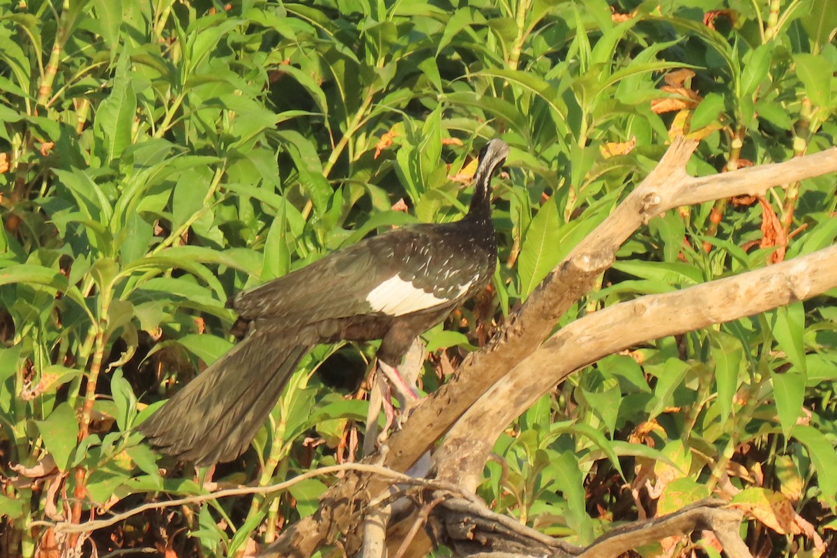 White-throated Piping-Guan - ML642751947