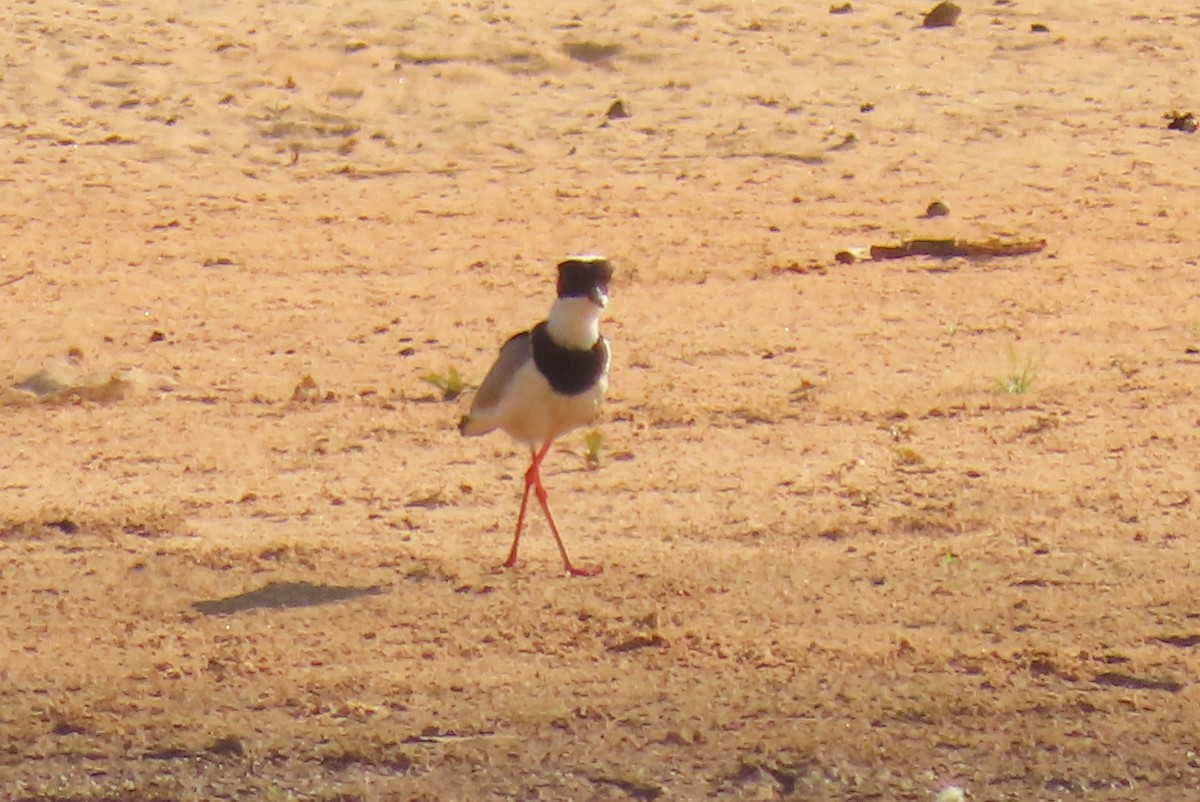 Pied Plover - ML642751948
