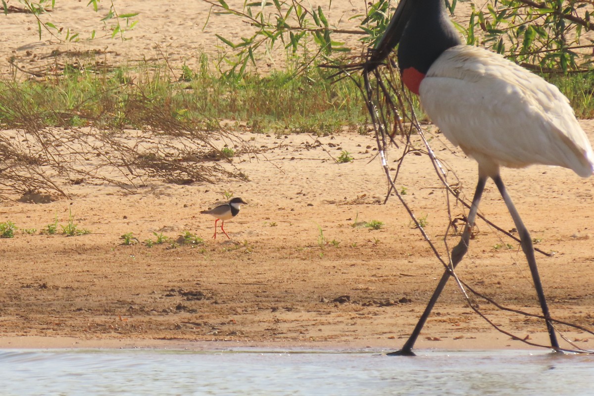 Pied Plover - ML642751949