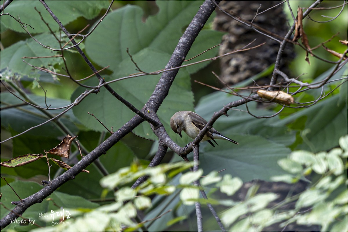 Taigaschnäpper - ML642751957