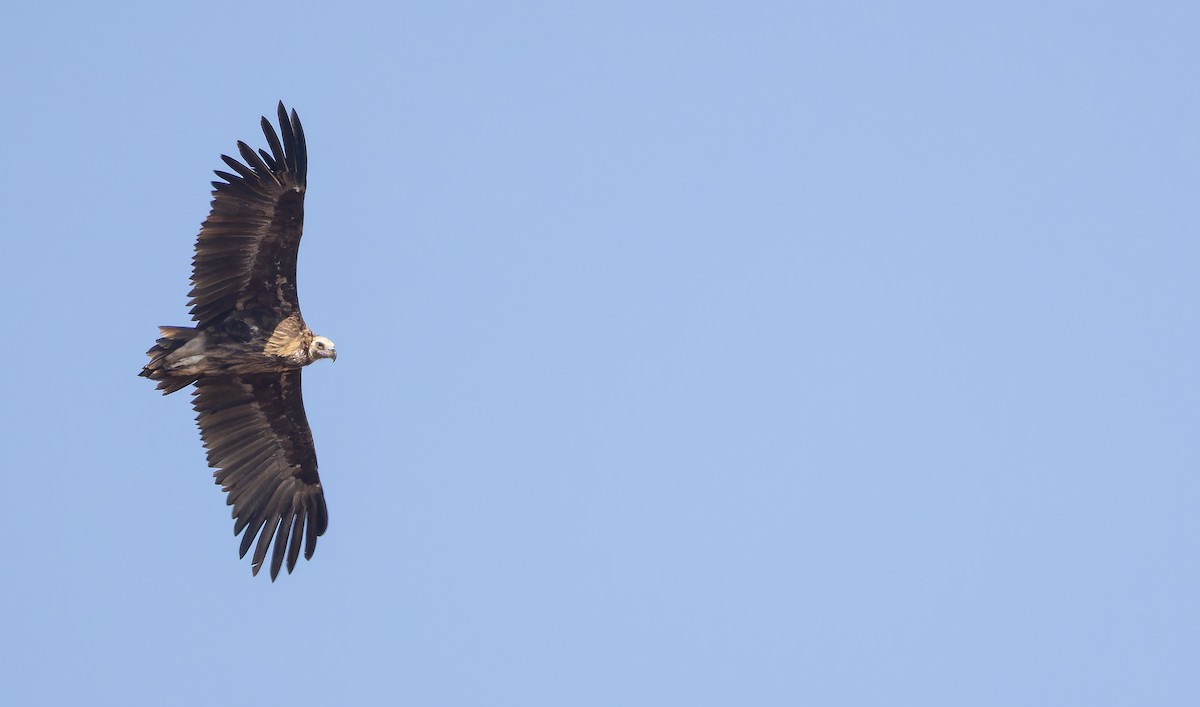Cinereous Vulture - ML642751970