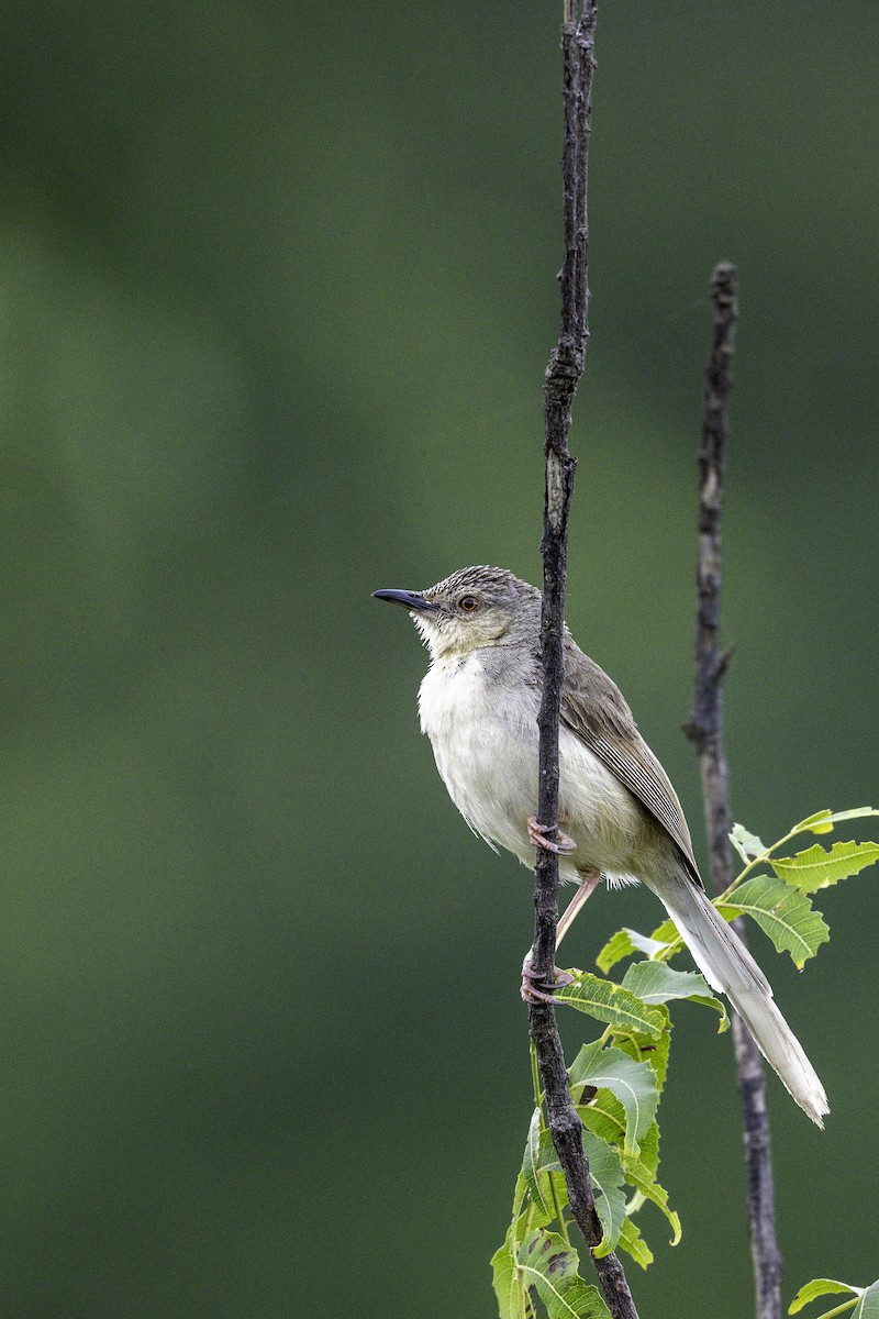 Jungle Prinia - ML642751979