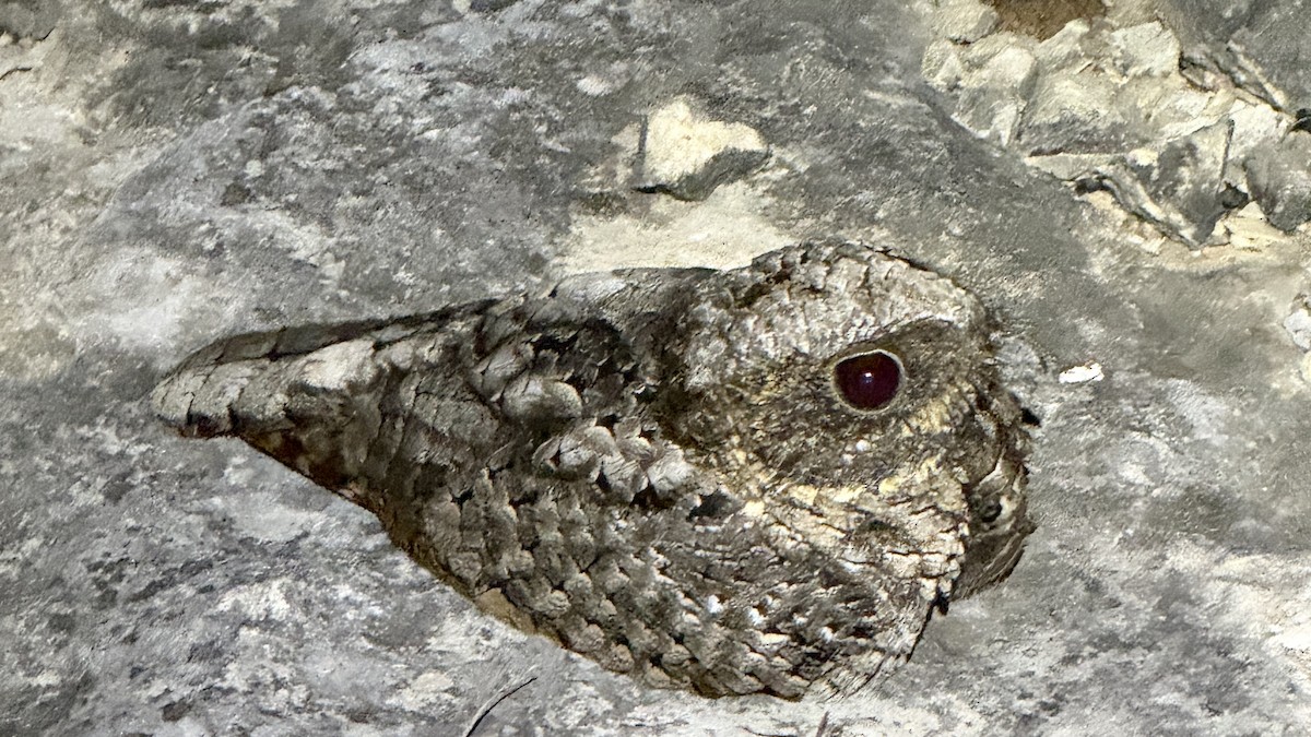 Common Poorwill - ML642751986