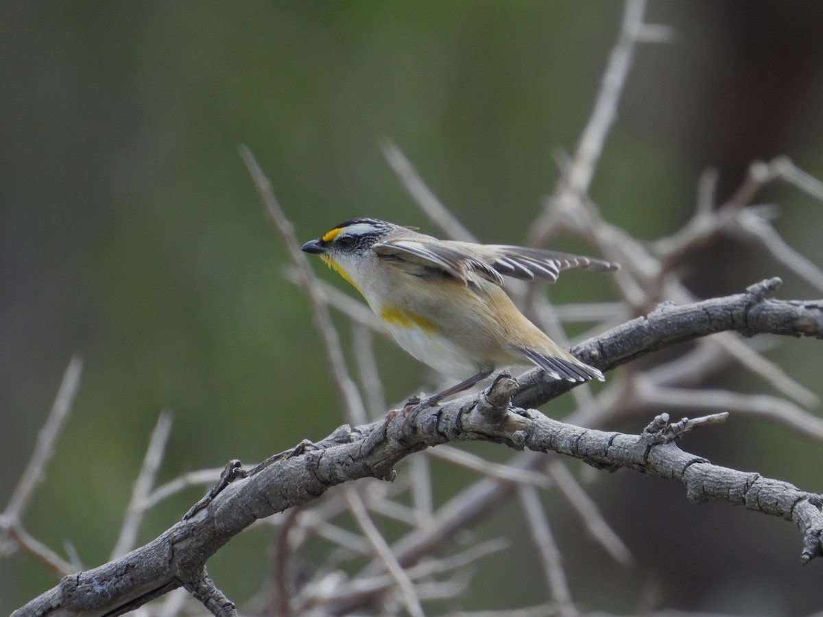 Striated Pardalote - ML642751988