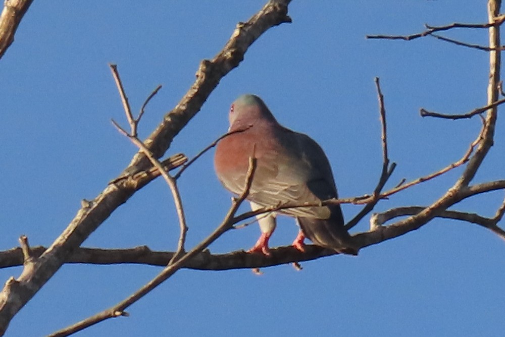 Pale-vented Pigeon - ML642751991