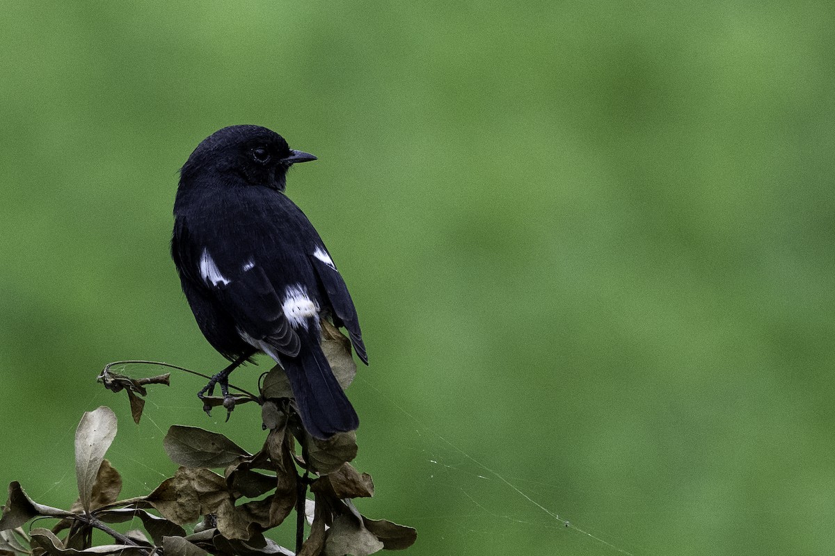 Pied Bushchat - ML642751995