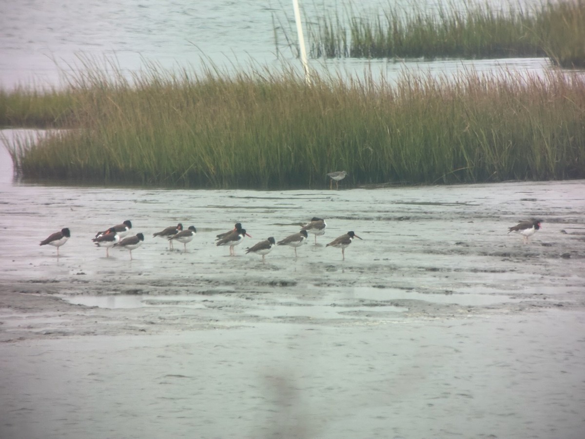 American Oystercatcher - ML642751997