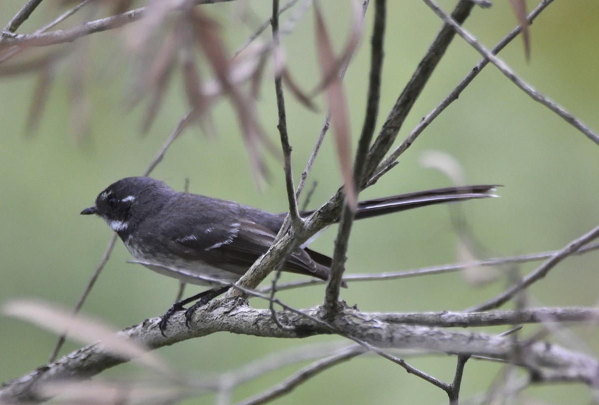 Gray Fantail (alisteri) - ML642751998