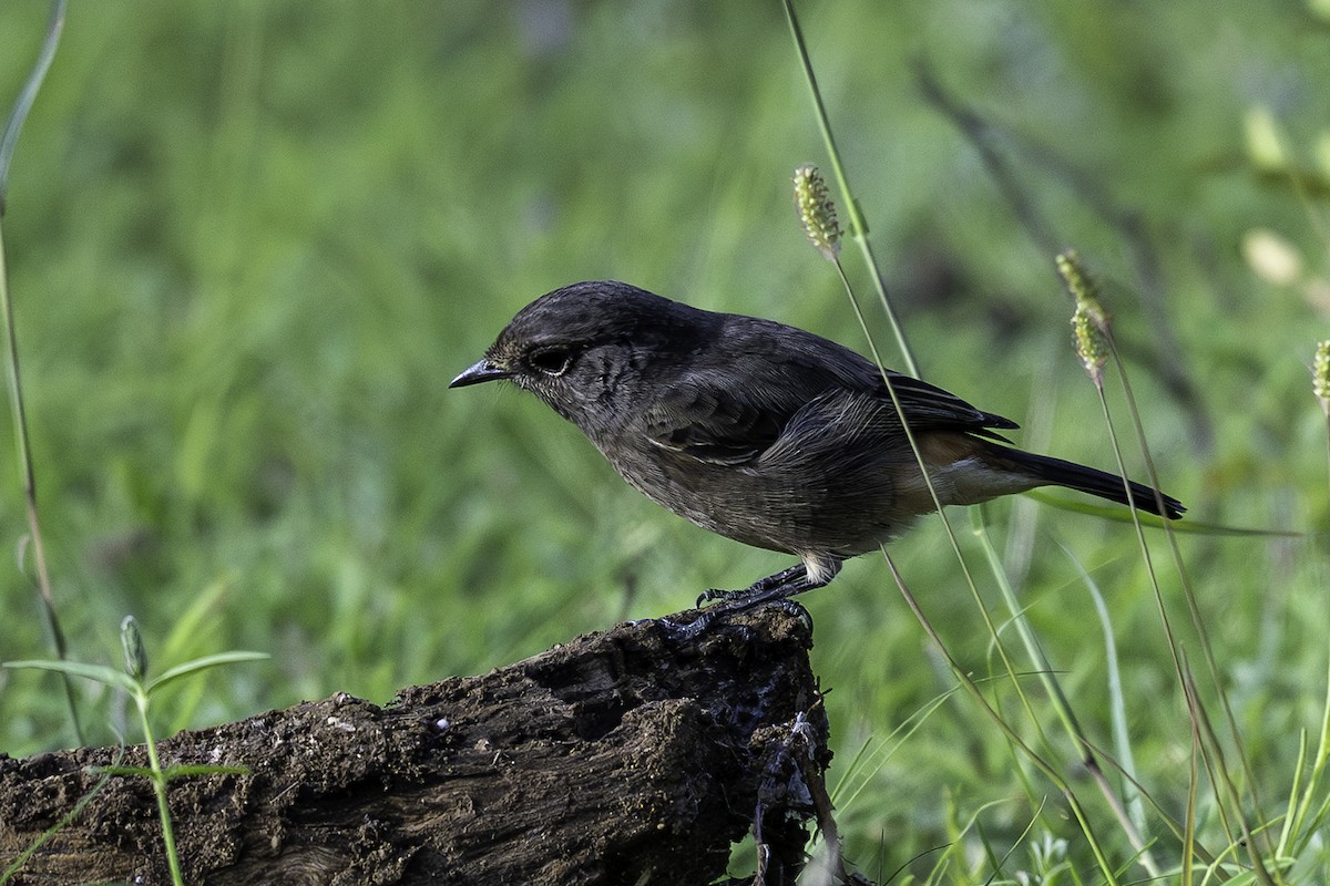 Pied Bushchat - ML642752000