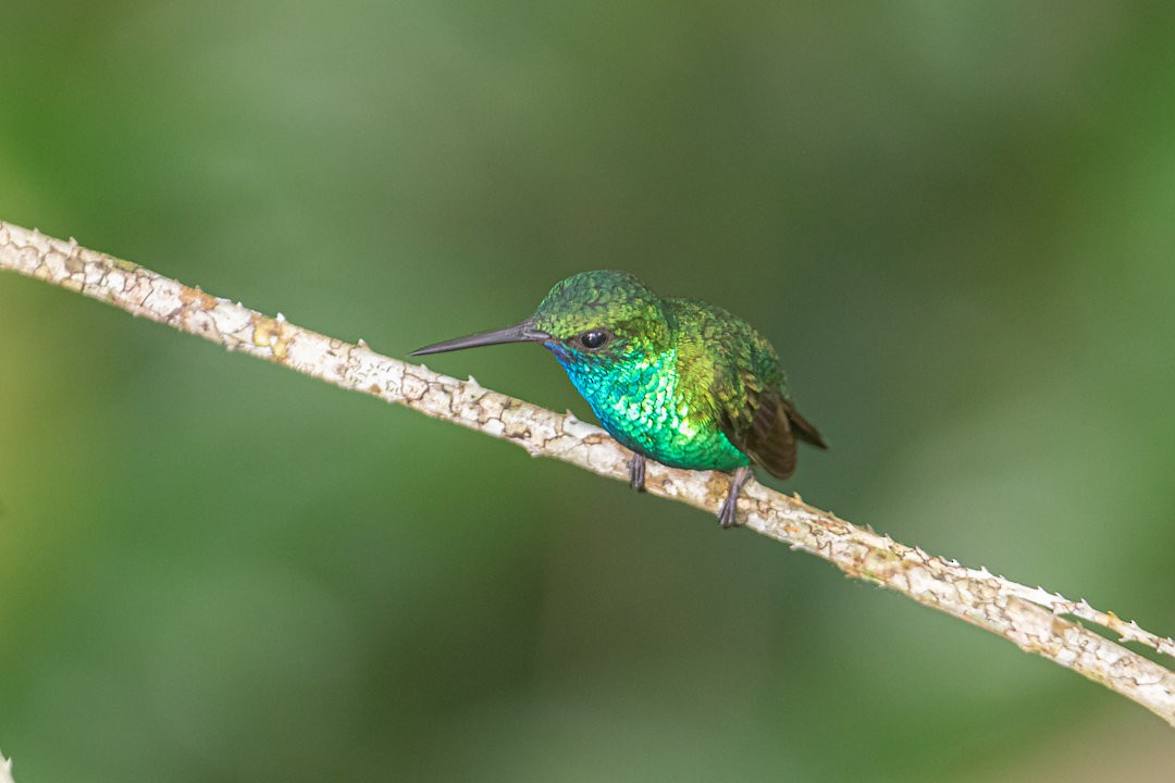 Blue-chinned Sapphire - ML642752006