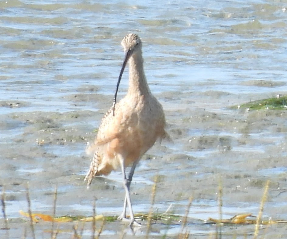 Long-billed Curlew - Julie Furgason