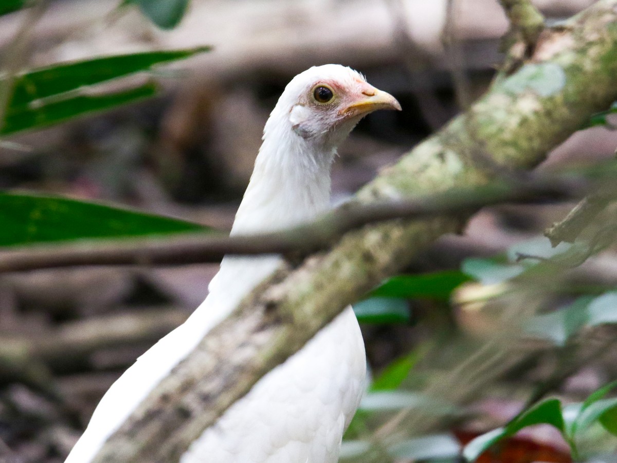 Red Junglefowl - Wallapha Maniatis