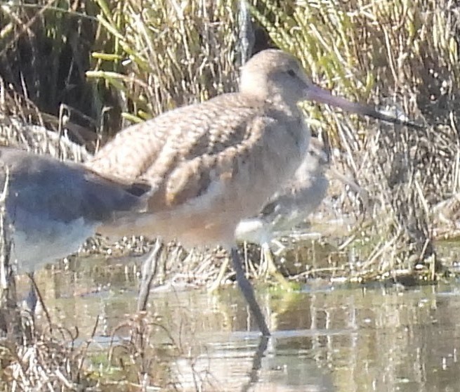 Marbled Godwit - Julie Furgason