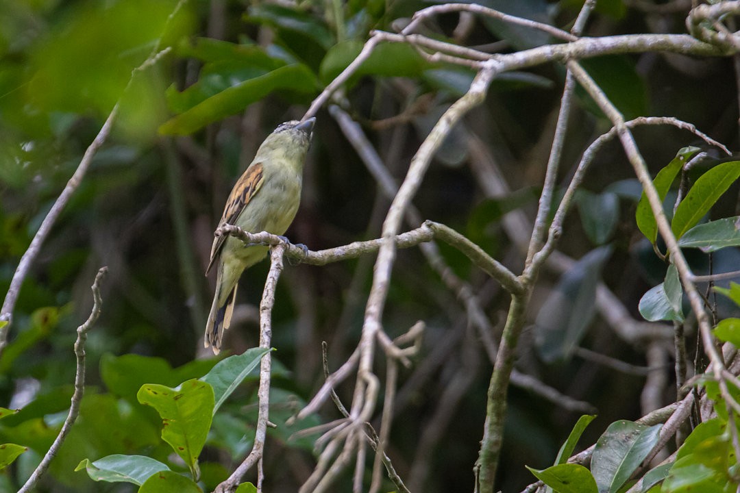 Black-capped Becard - ML642752024
