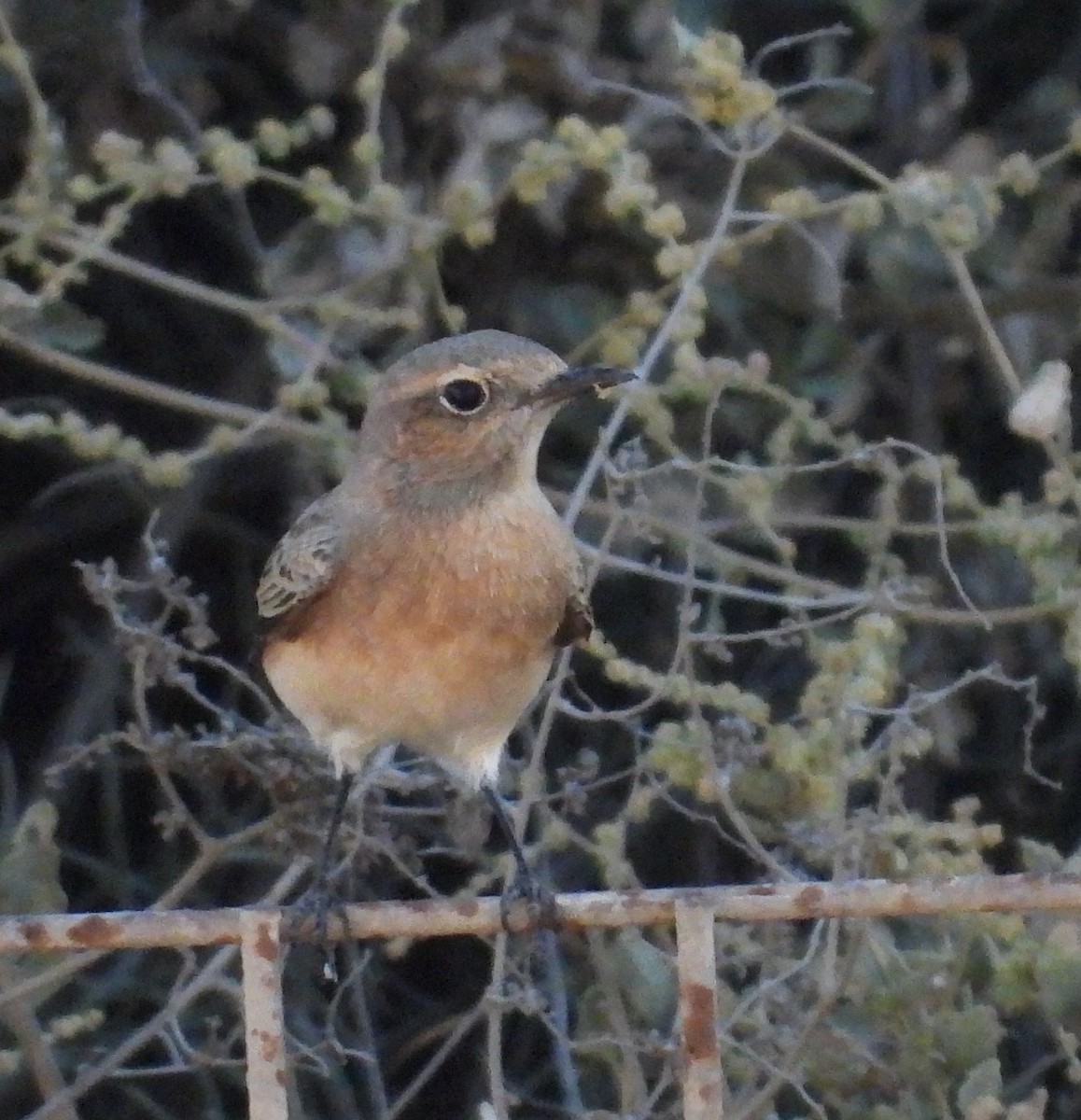 Traquet noir et blanc - ML642752031