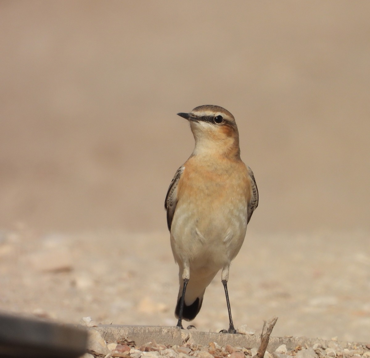 Traquet motteux - ML642752035