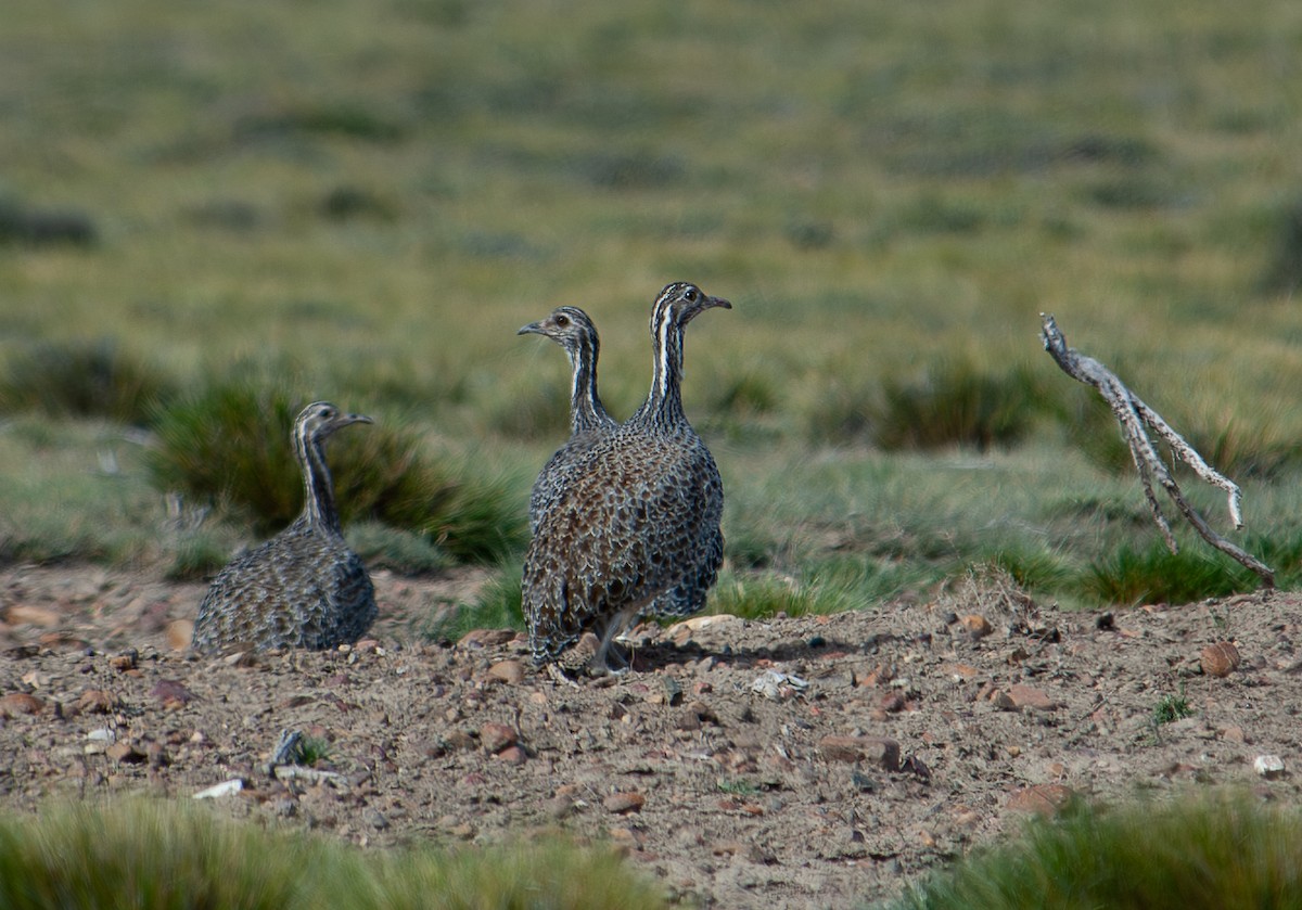 Patagonian Tinamou - ML642752036