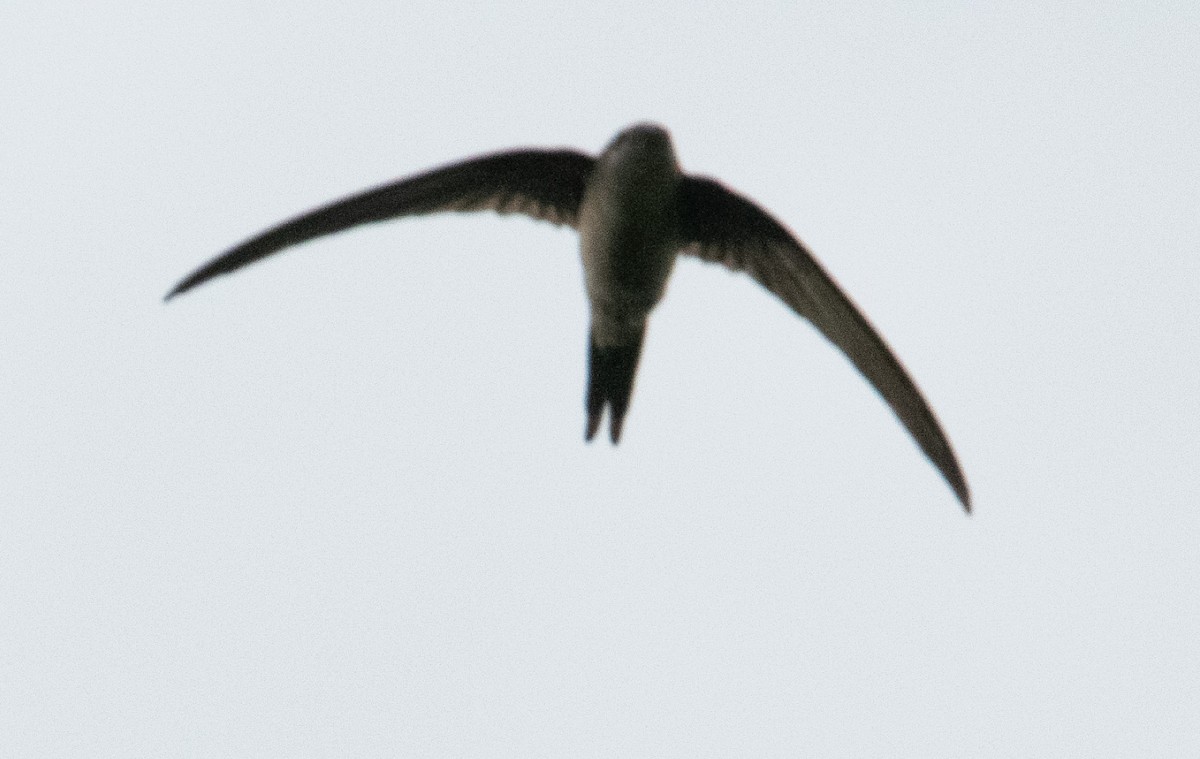 Asian Palm Swift - ML642752052