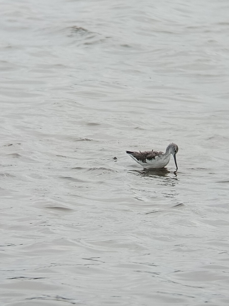 Common Greenshank - ML642752056